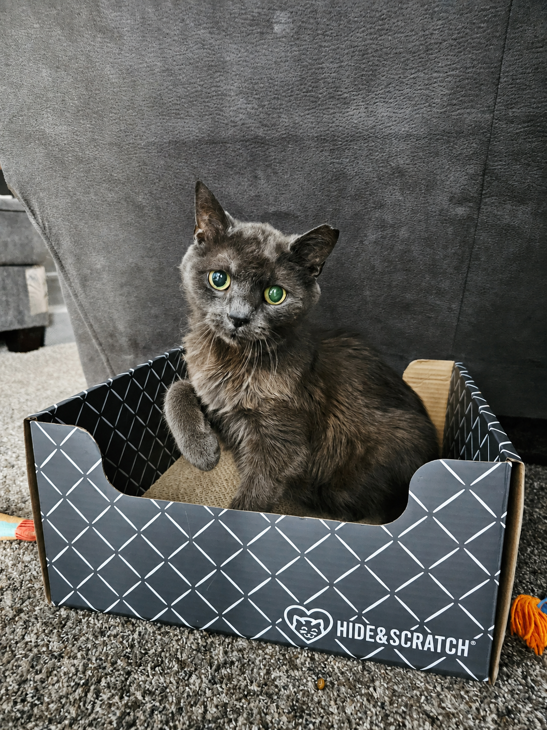 Grayson in his Hide & Scratch box